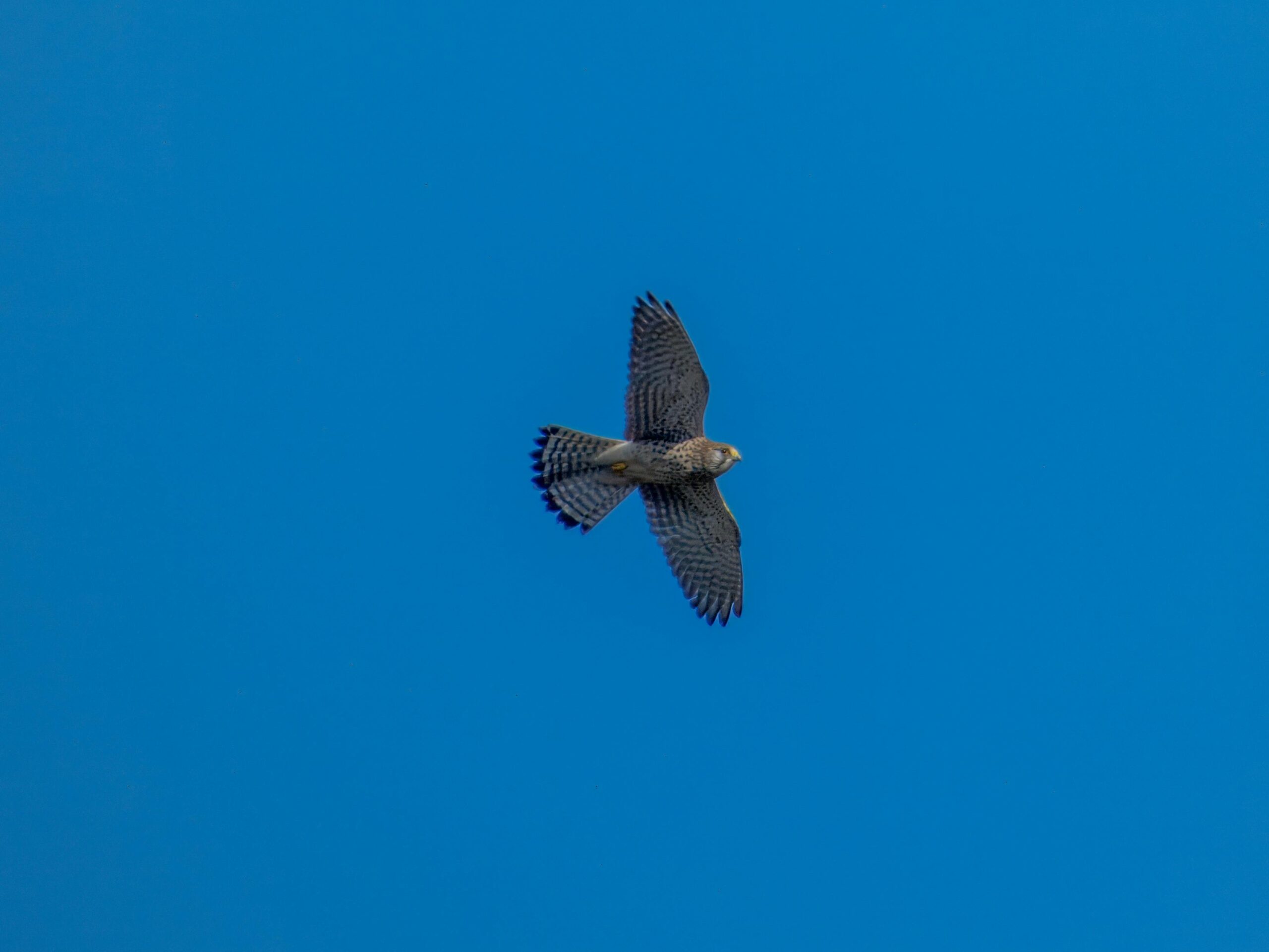 Winterwatch: Top Locations For Birdwatching In [Specific Region]