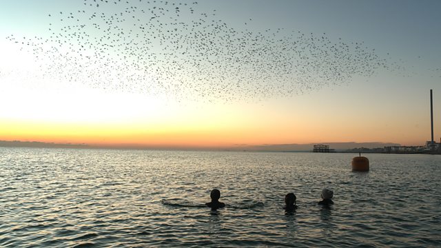 Winterwatch: Your Guide To The Best Winter Birdwatching Winterwatch: Your Guide To The Best Winter Birdwatching