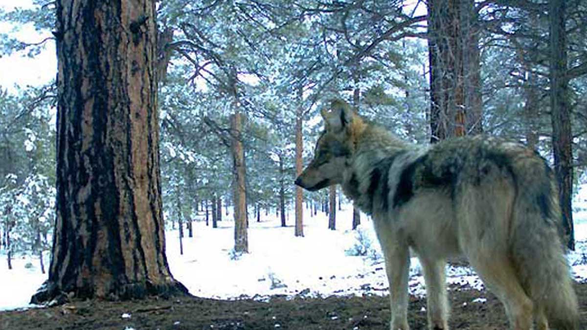 Wolf Population Increase: Concerns For Barton's North State Wolf Population Increase: Concerns For Barton's North State